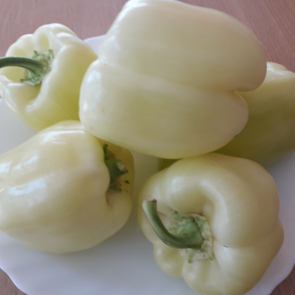 EKO babura - Image 1