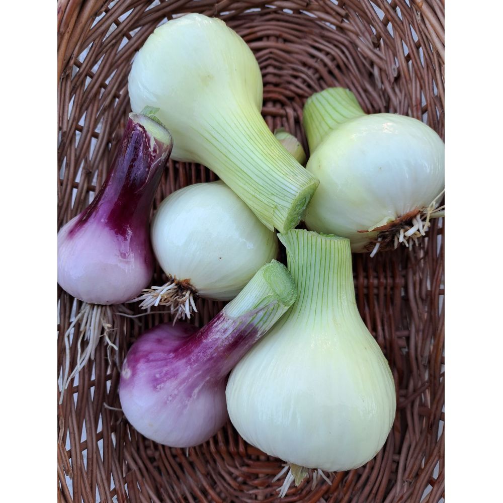 EKO - mlade glavice thumbnail 2