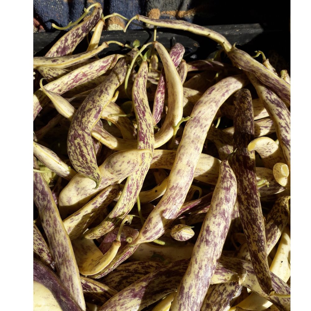 EKO šarena thumbnail 2