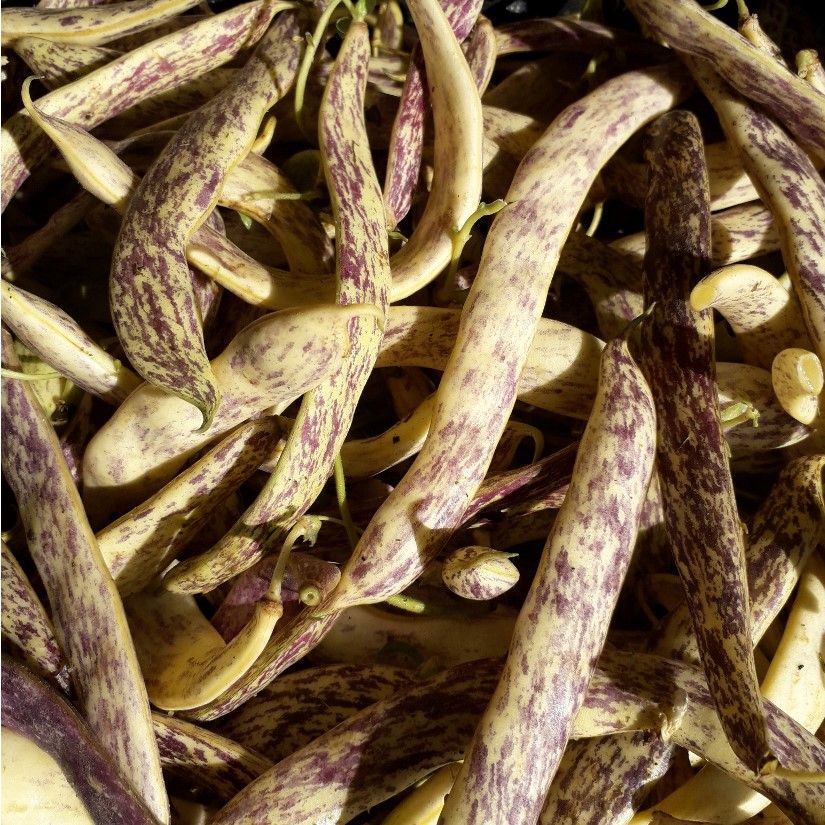 EKO šarena - Image 1