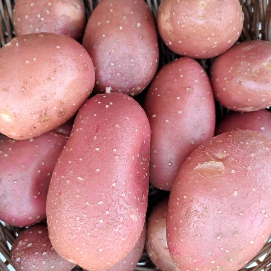 EKO mladi crveni - Image 1