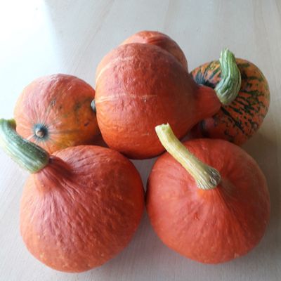 EKO hokaido cca 0,8 kg