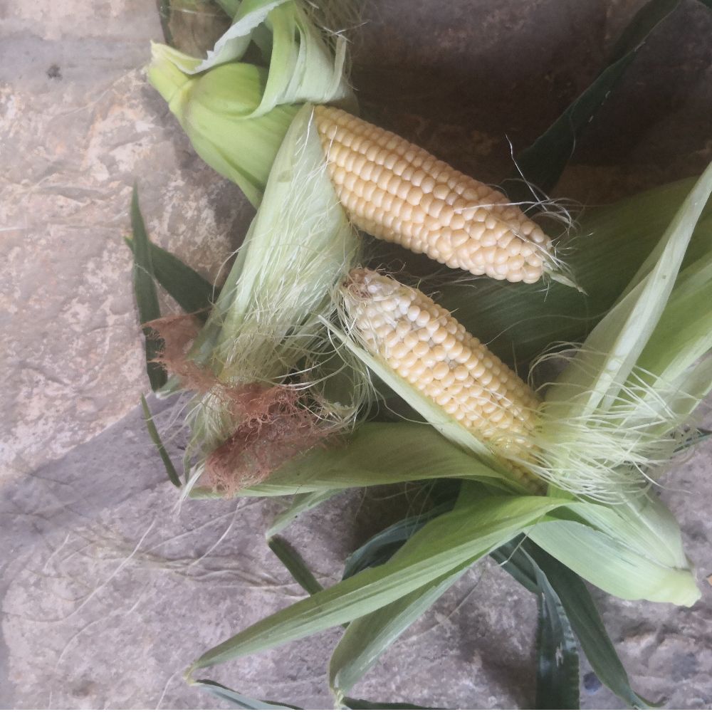 šećerac thumbnail 2