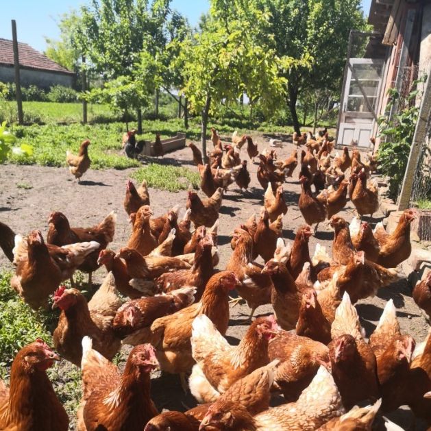 iz slobodnog uzgoja thumbnail 3