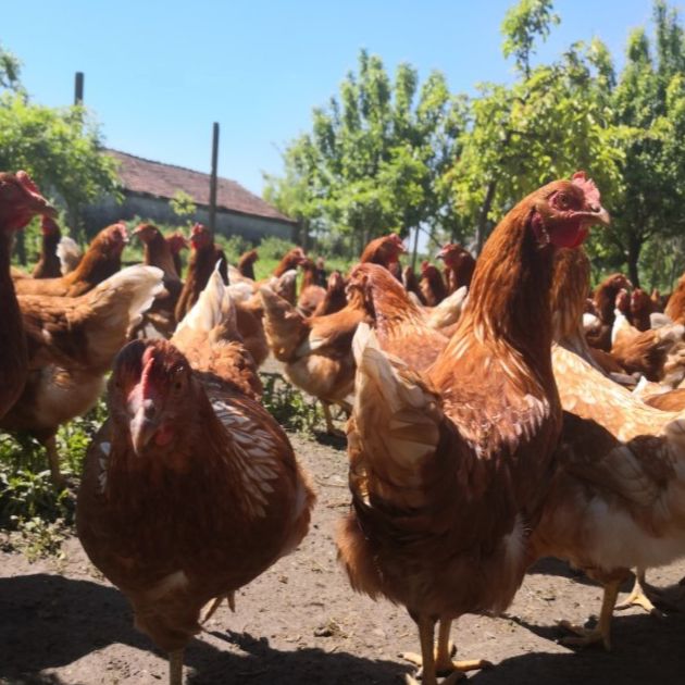 iz slobodnog uzgoja thumbnail 2