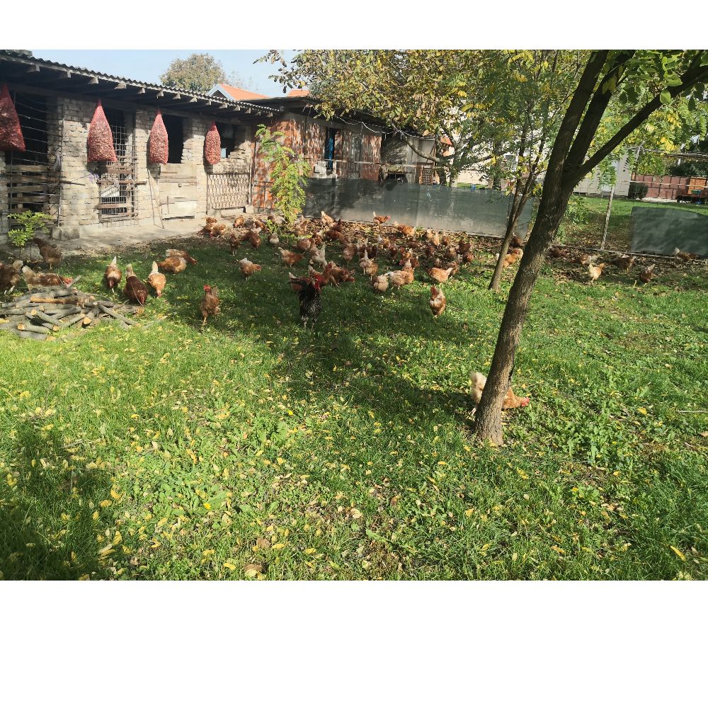 iz slobodnog uzgoja thumbnail 8