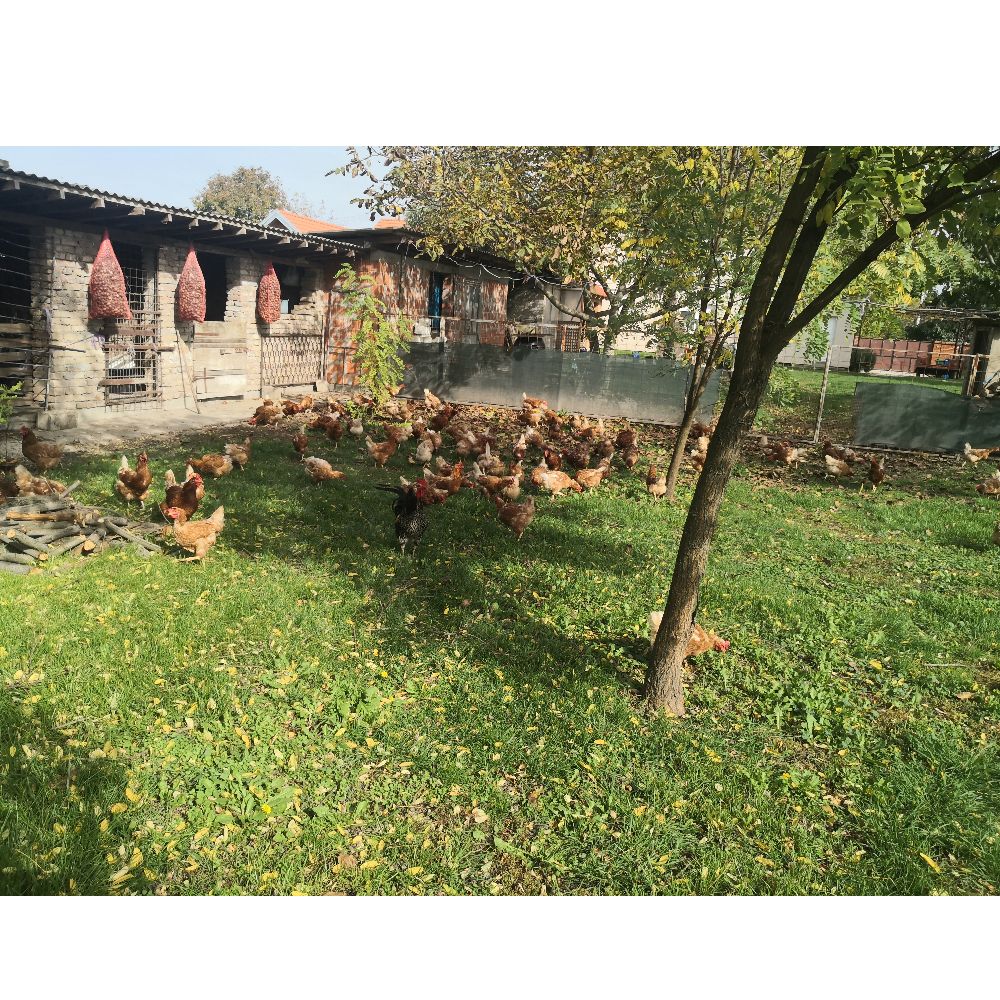 iz slobodnog uzgoja thumbnail 7