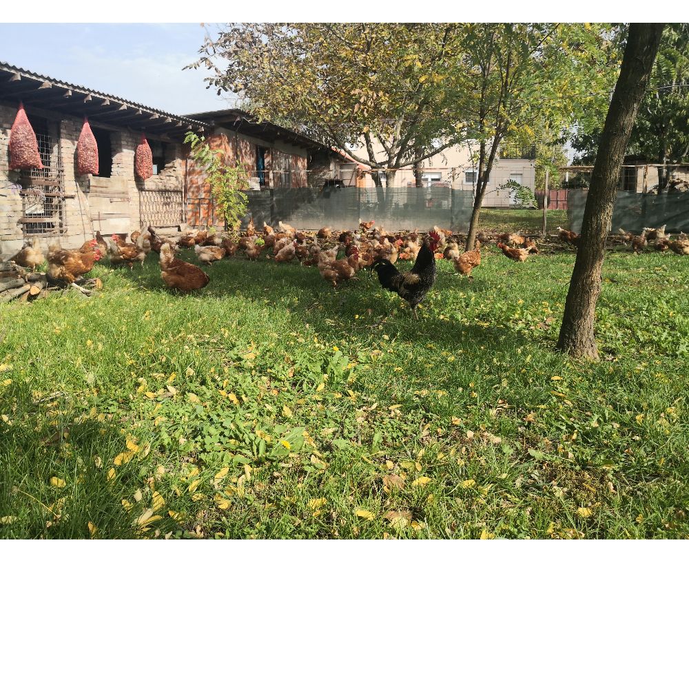 iz slobodnog uzgoja thumbnail 6