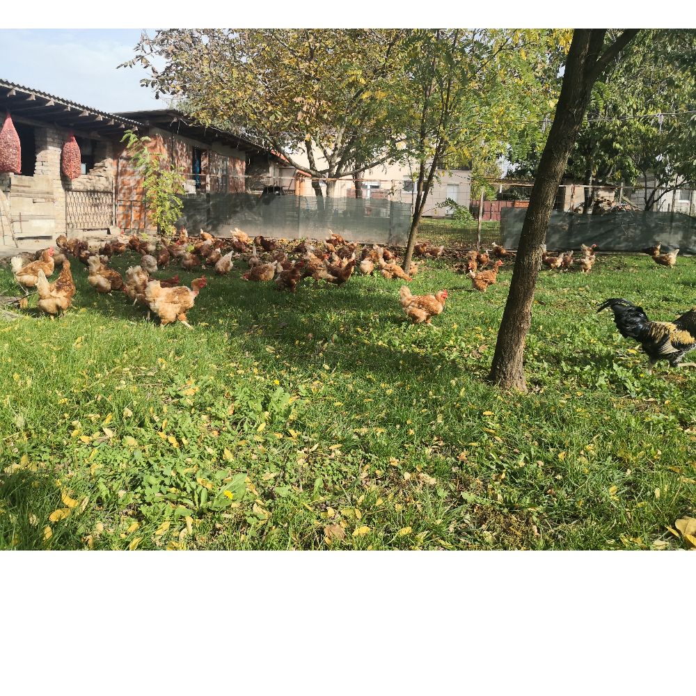 iz slobodnog uzgoja thumbnail 5