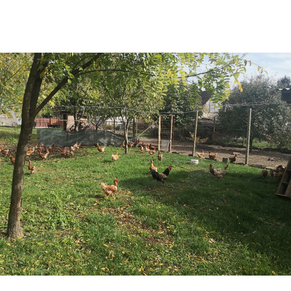 iz slobodnog uzgoja thumbnail 4