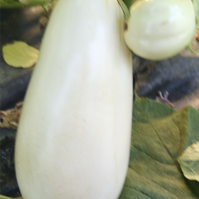 plavi ili bijeli 