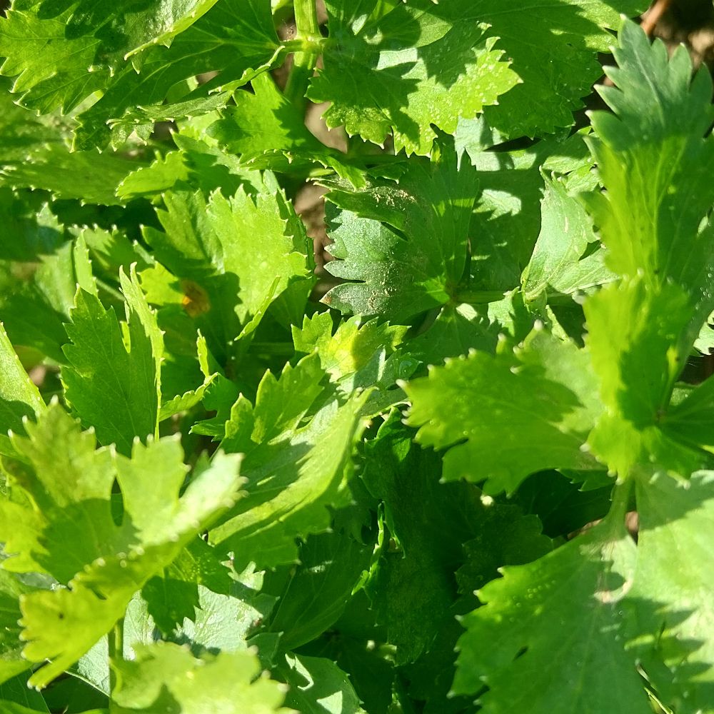 Celery stalk - Image 1