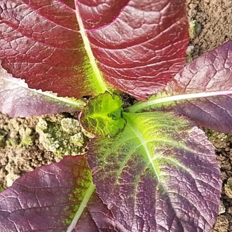 Azijski mix  - Image 1