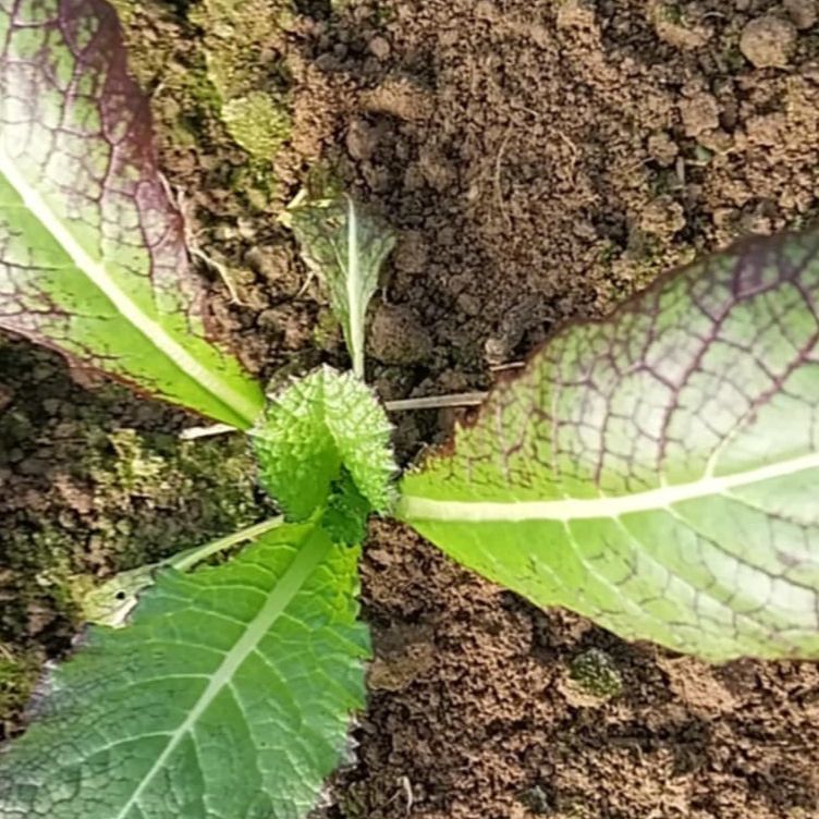 Azijski mix  thumbnail 2