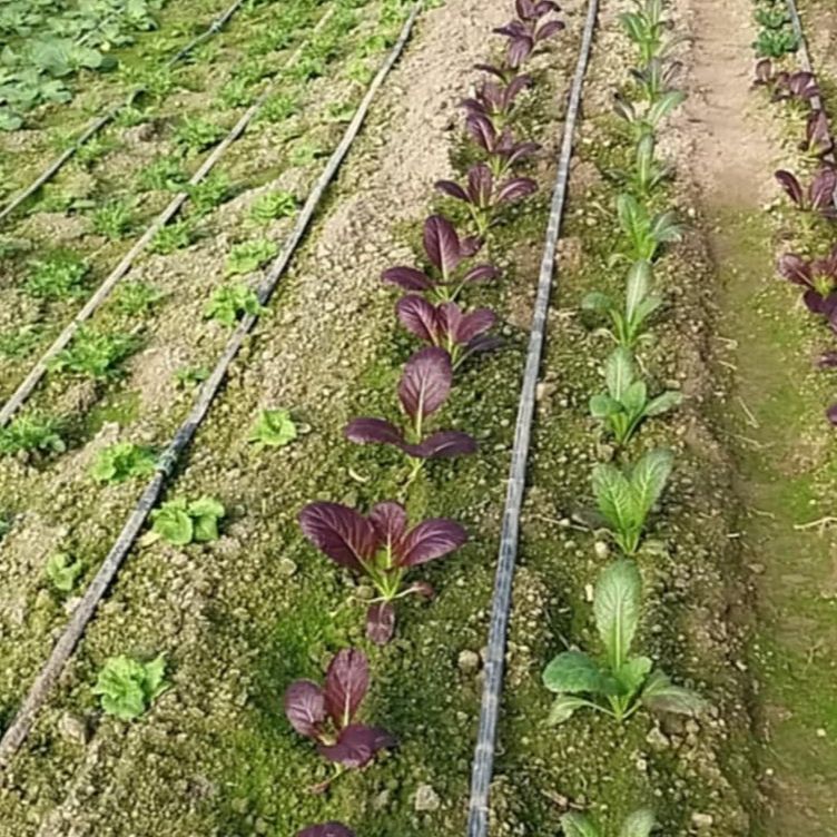 Azijski mix  thumbnail 3