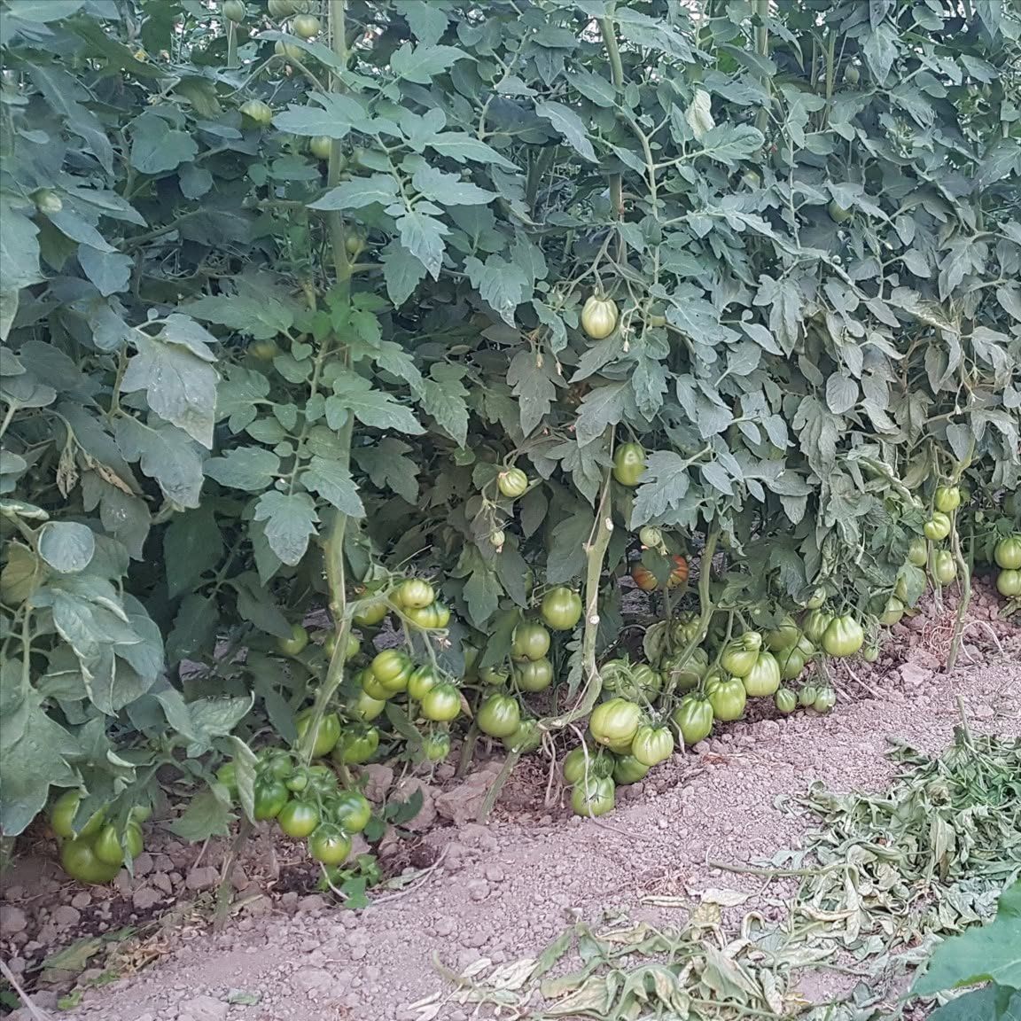 zelena za turšiju - Image 1