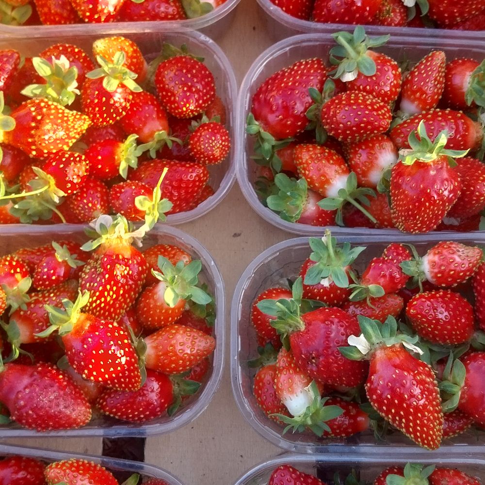 domaća miholjačka thumbnail 5