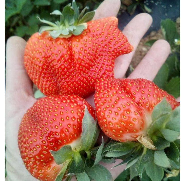 domaća miholjačka thumbnail 3