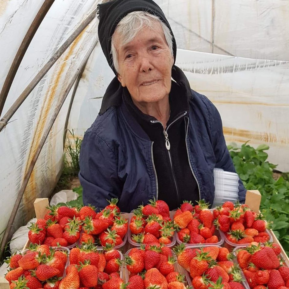 domaća miholjačka - Image 1