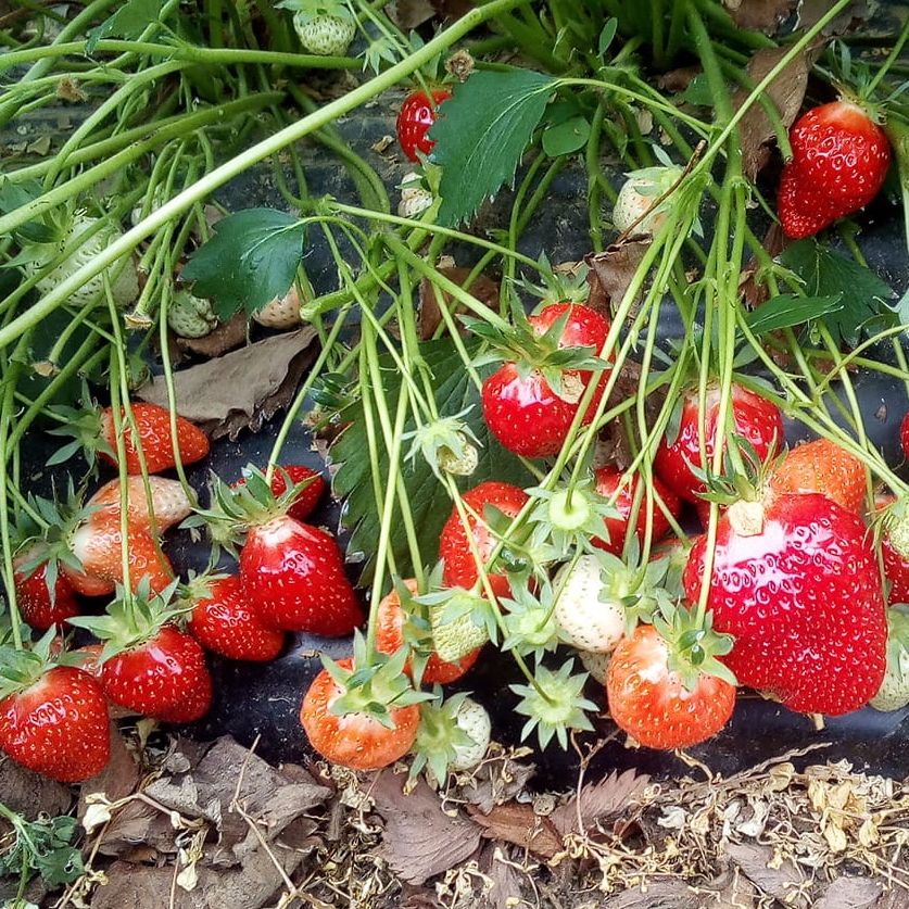 domaća miholjačka thumbnail 4