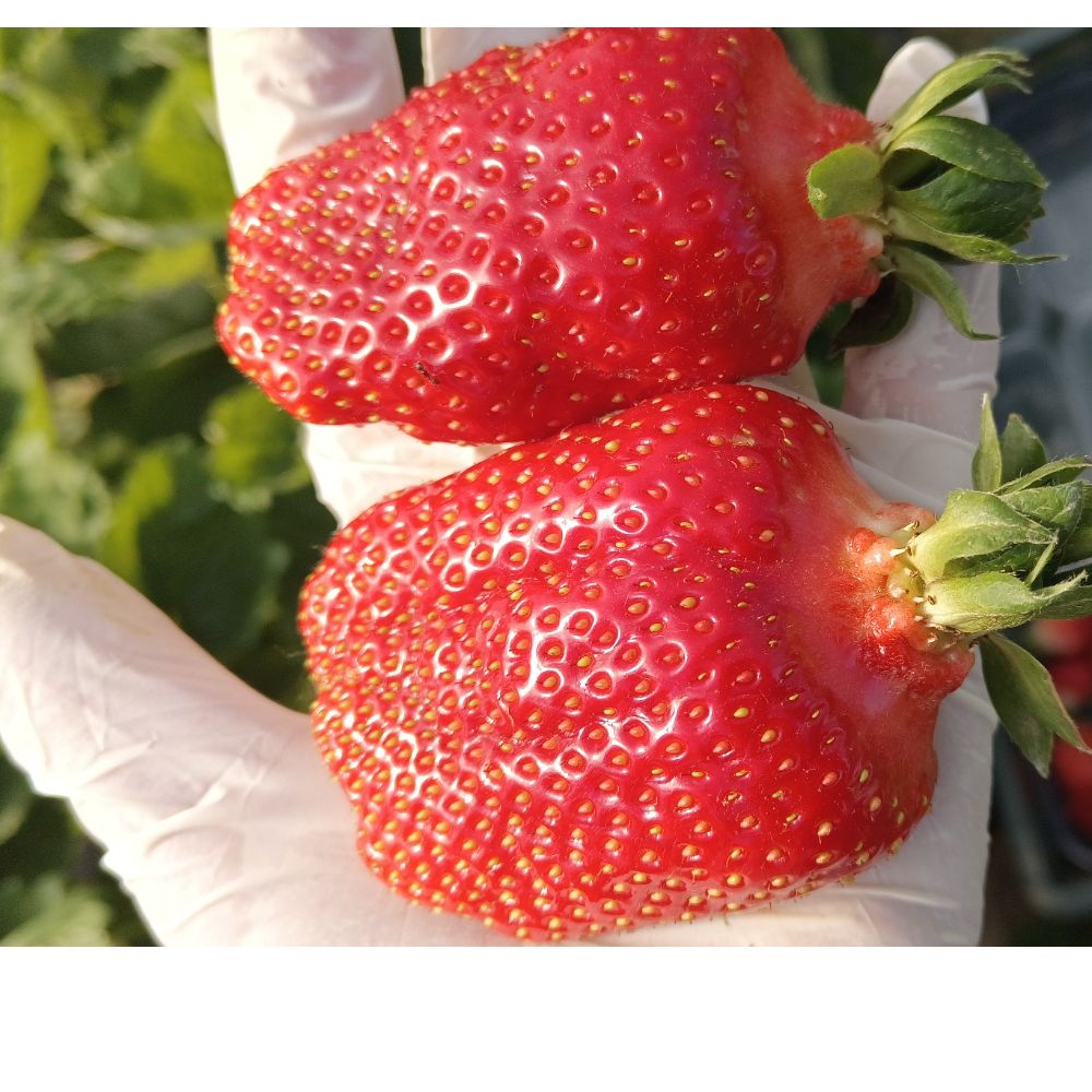 domaća miholjačka thumbnail 2