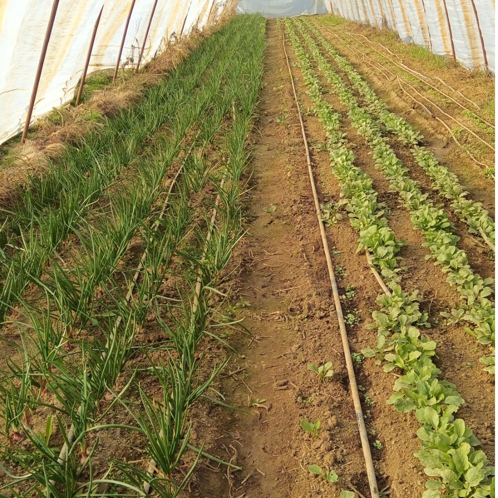 mirisne vezice thumbnail 3