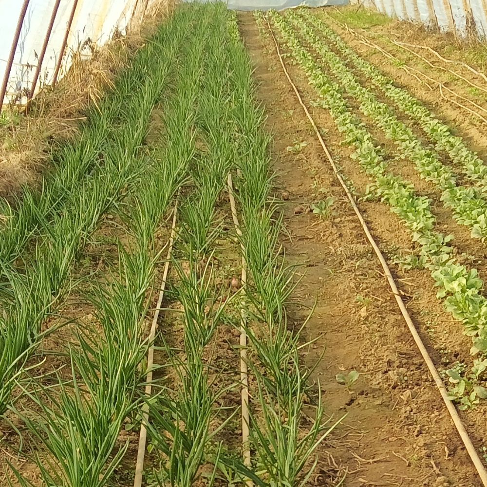 mirisne vezice thumbnail 2