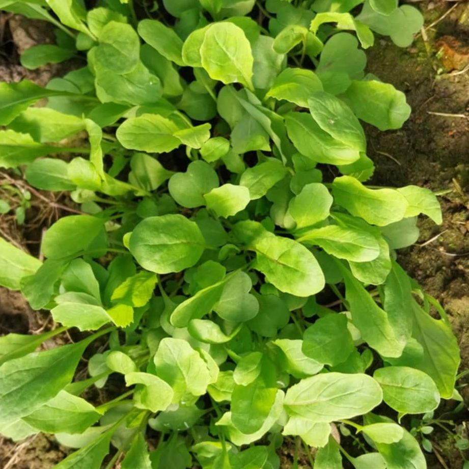 intenzivan okus i miris thumbnail 2