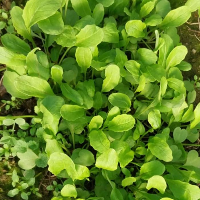 intenzivan okus i miris - Image 1