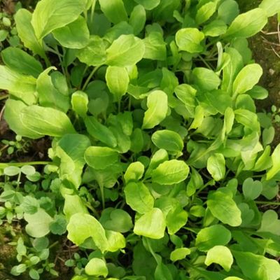 intenzivan okus i miris