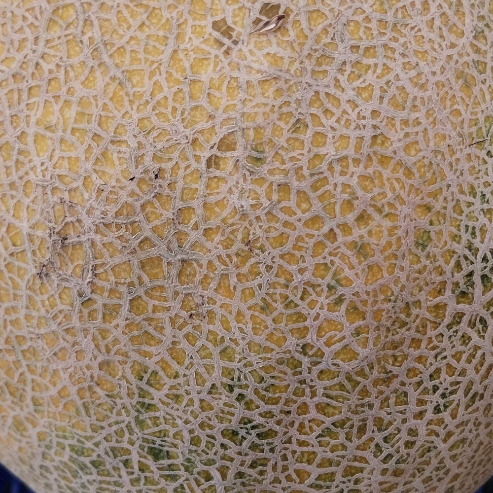 Ananas thumbnail 2