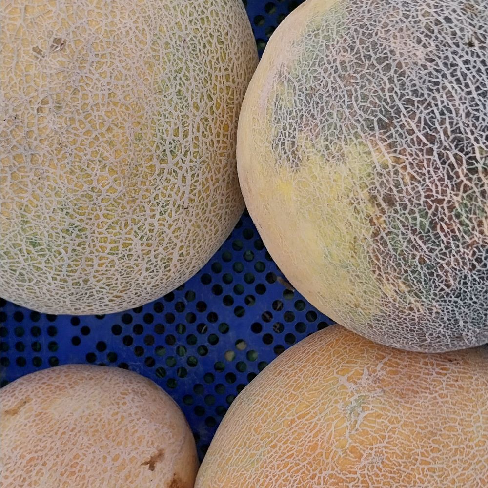 Ananas - Image 1