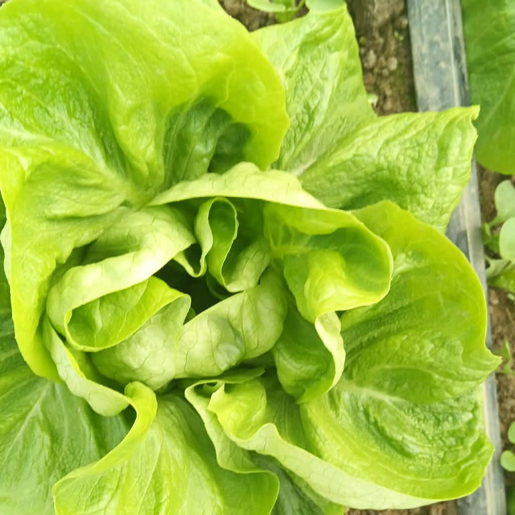 putarica jumbo - Image 1