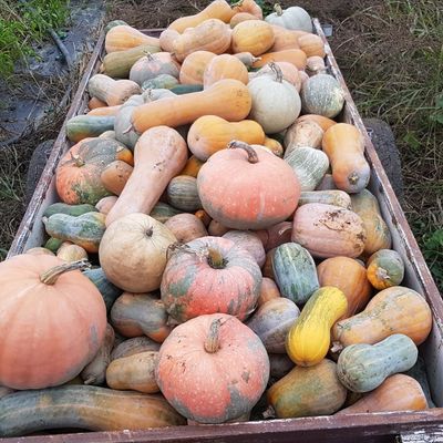 hokkaido, butternut...