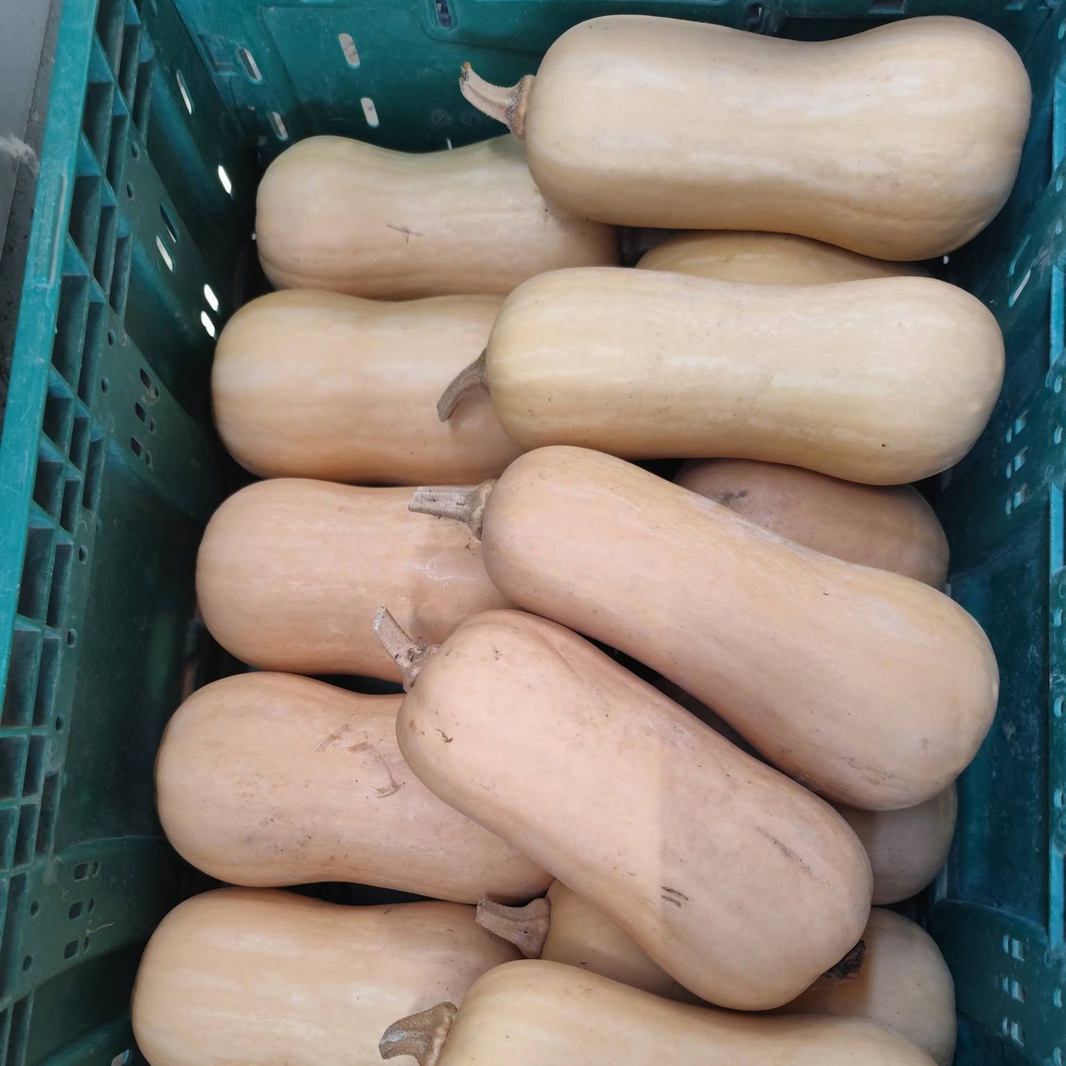 hokkaido, butternut... - Image 1