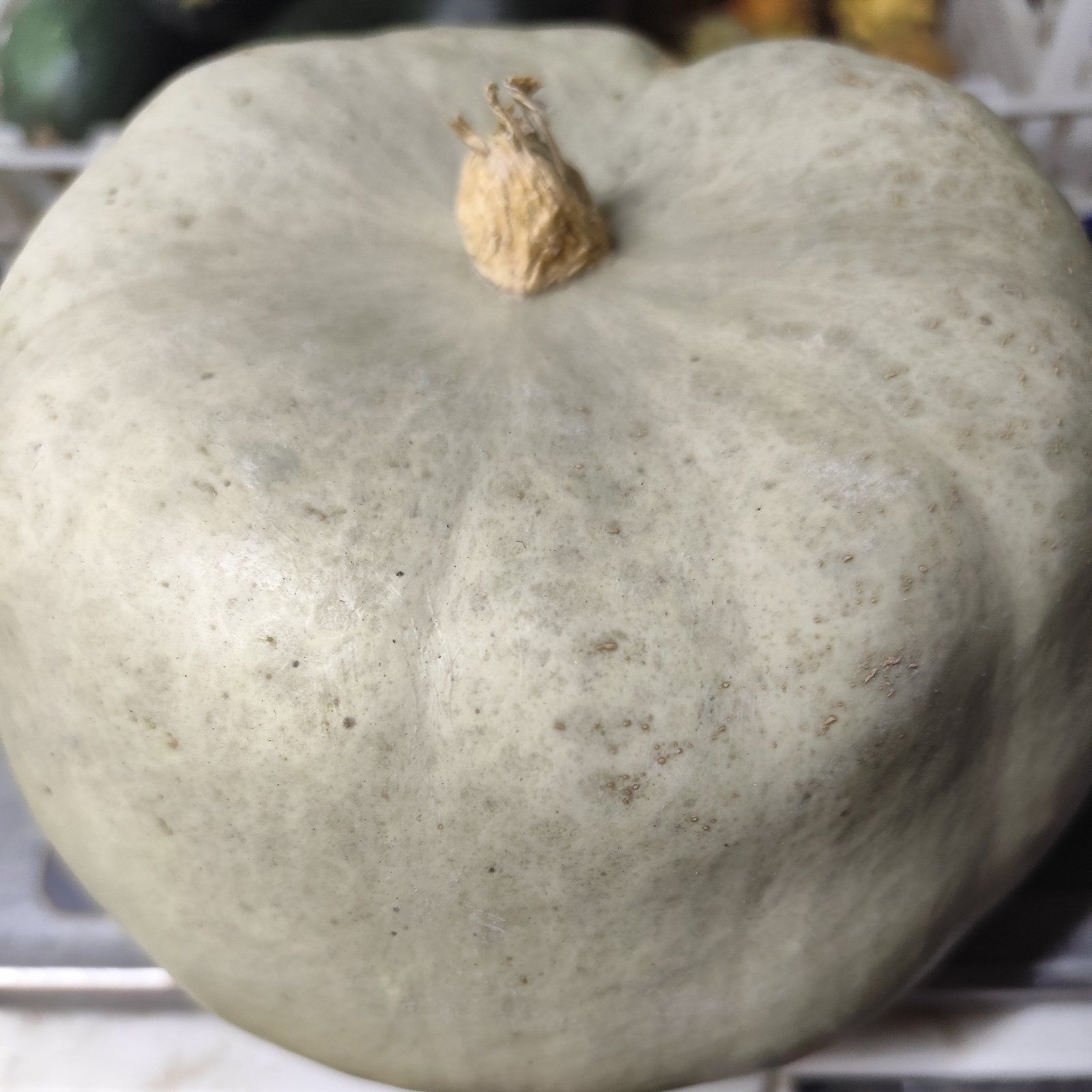 TURKINJA MANJA 2-3kg thumbnail 2