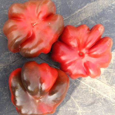 Crvena paradajz paprika