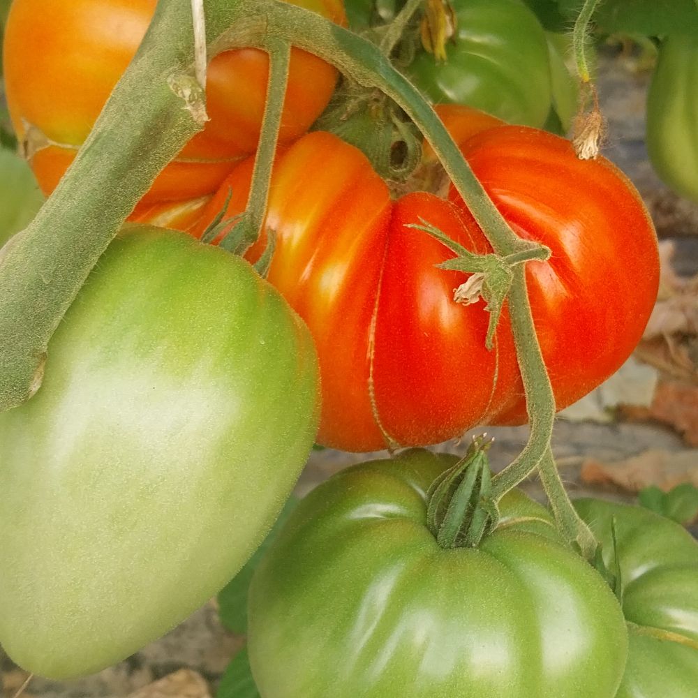 Mix domaćih  thumbnail 3