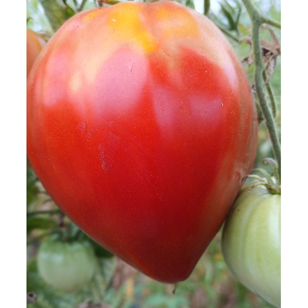 Mix domaćih  - Image 1