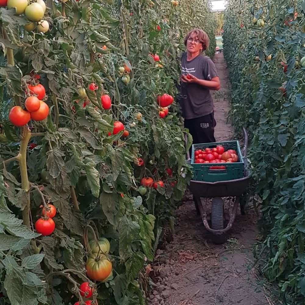 Mix domaćih  thumbnail 4