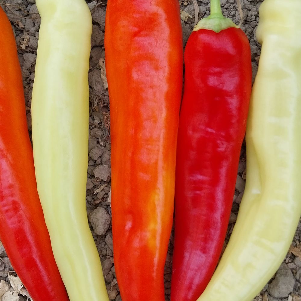 hot chilli - Image 1