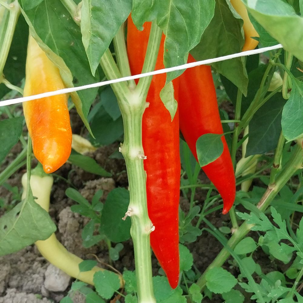 hot chilli thumbnail 2