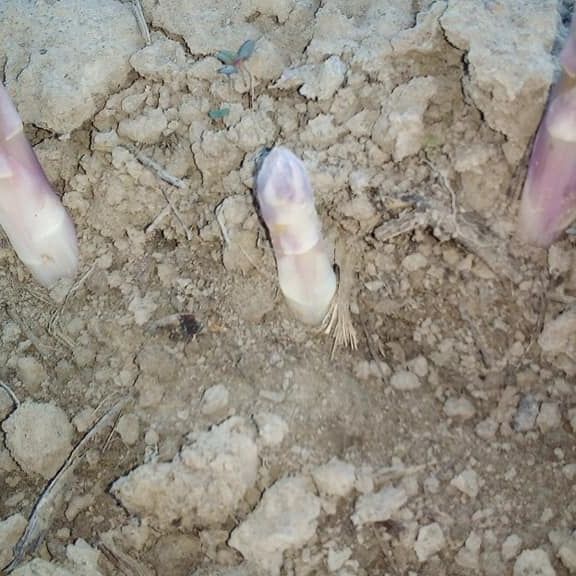 zelena i bijela, vezica thumbnail 4