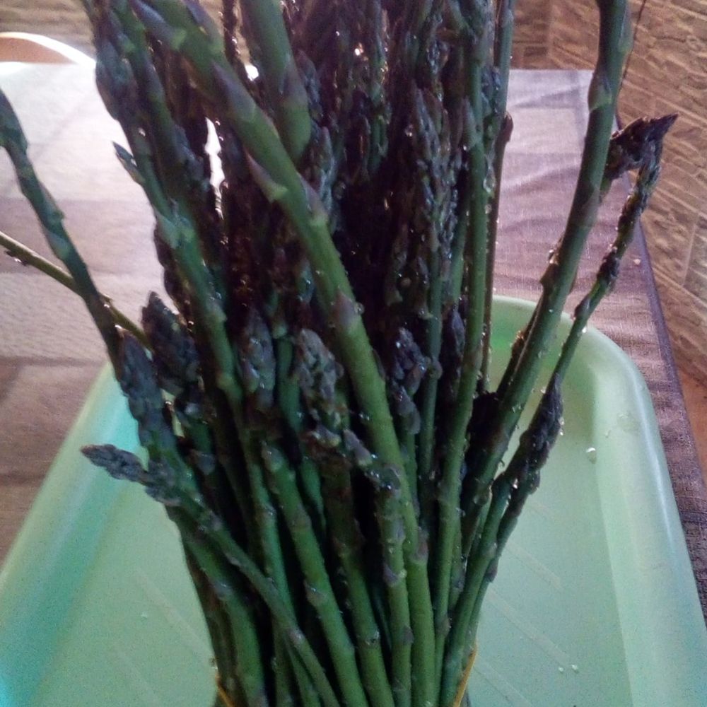 zelena i bijela, vezica thumbnail 3