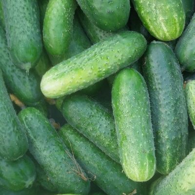 Kornisoni - konzumni