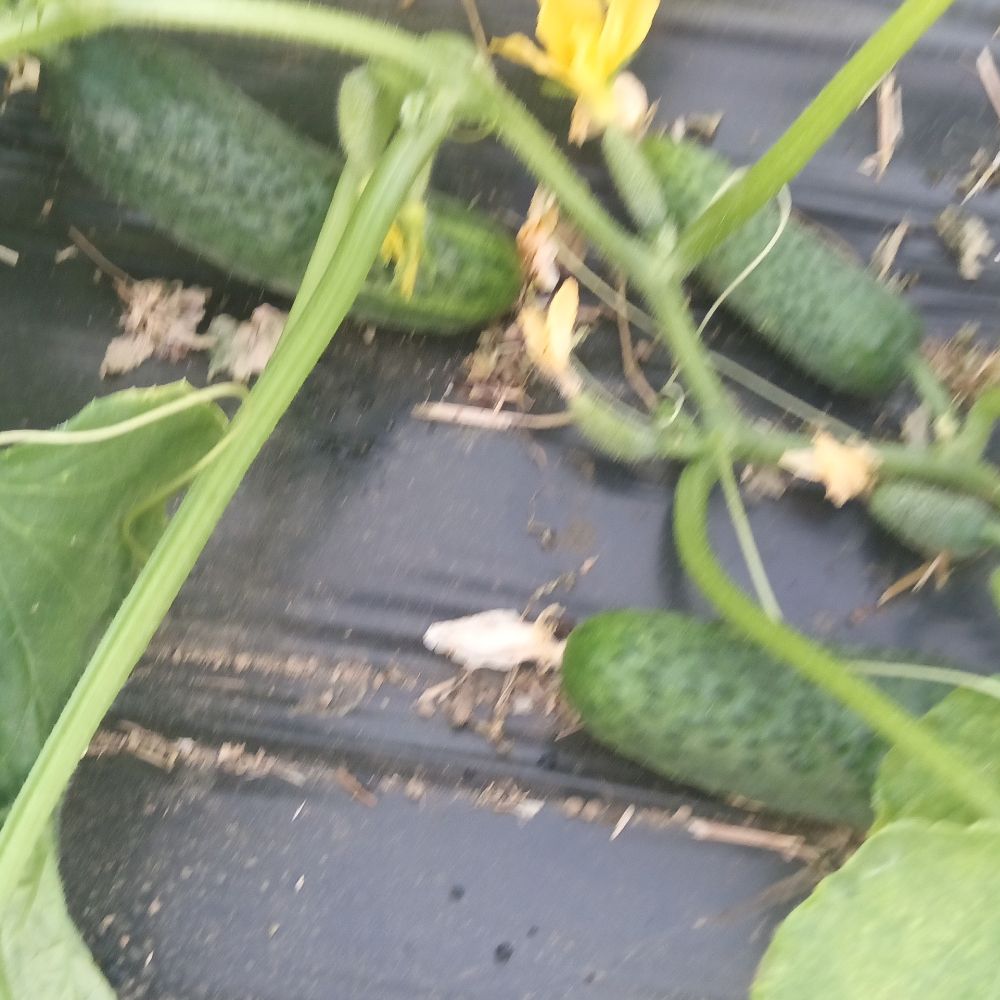 Kornisoni - konzumni thumbnail 3