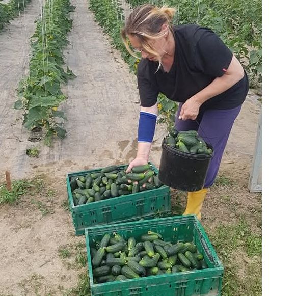 Kornisoni - konzumni thumbnail 2