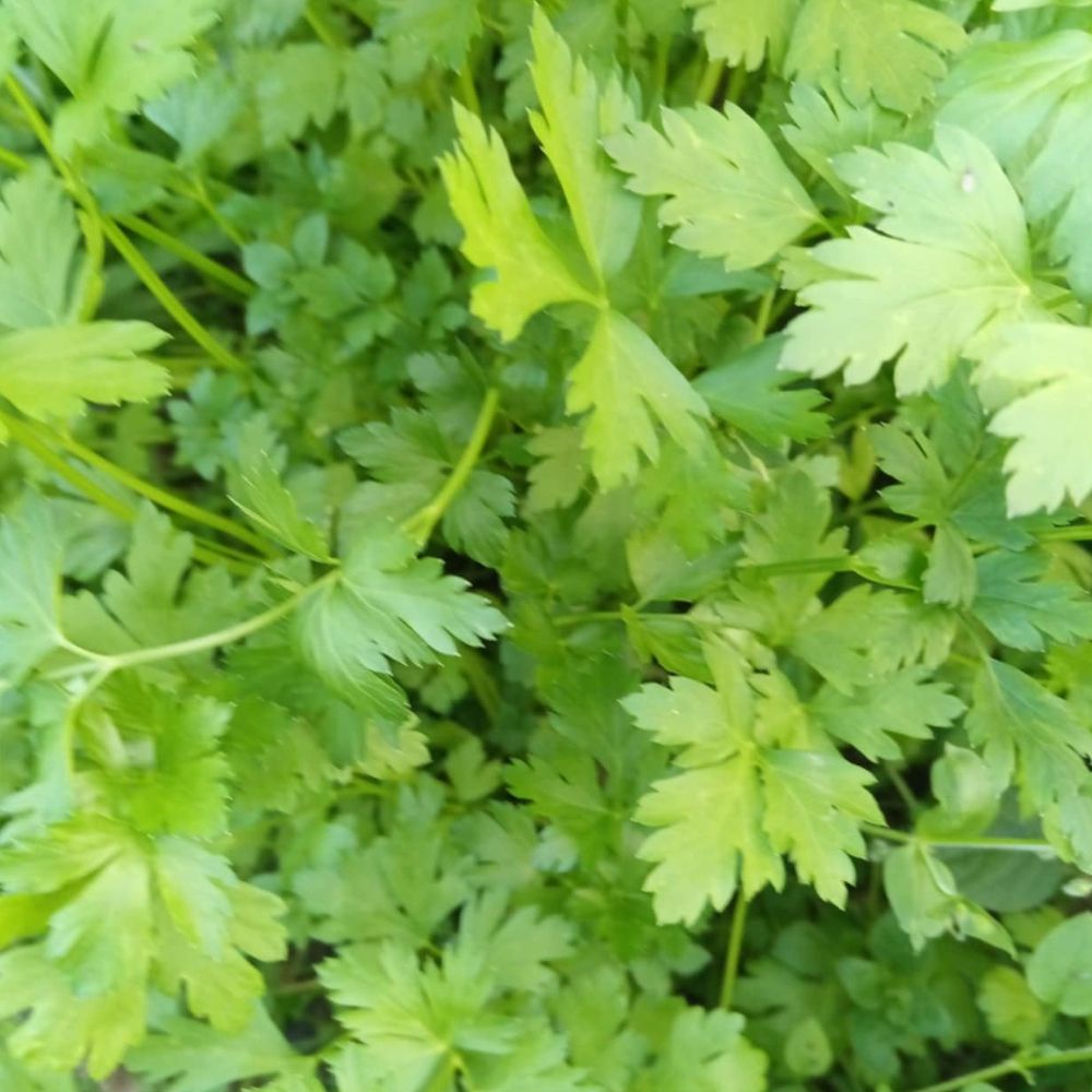 bogate i mirisne vezice - Image 1