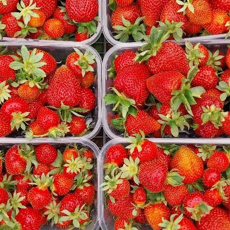 domaća jagoda - krupna, slatka thumbnail 2