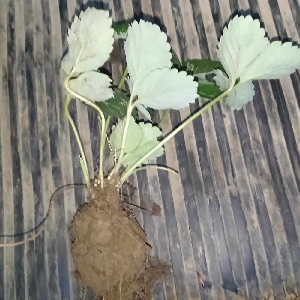 domaća jagoda - krupna, slatka thumbnail 3